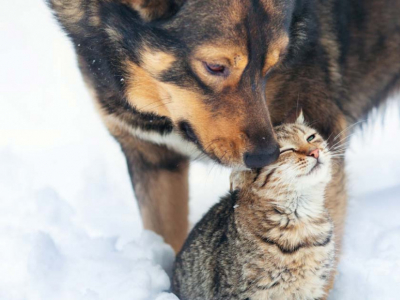 Come proteggere i cani e i gatti dal freddo