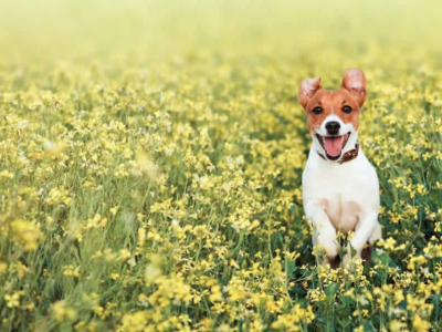 Gli animali in Primavera: consigli ed info per i nostri amici Pet