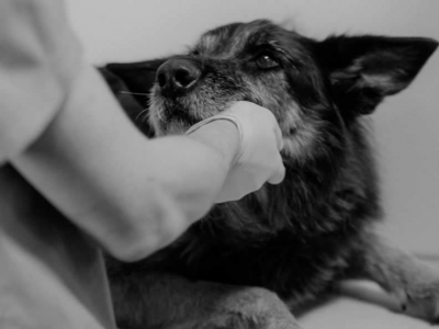 Leishmaniosi del cane: sintomi, cura e prevenzione