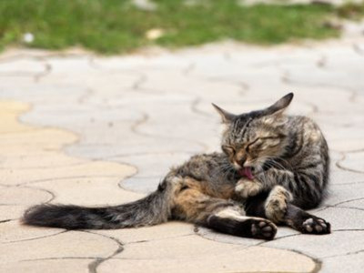 Antipulci per gatto: come scegliere il giusto antiparassitario