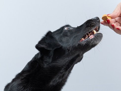 Snack per cani: i migliori snack per il tuo amico peloso