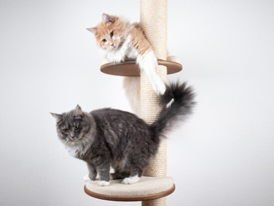 I migliori tiragraffi per gatti: tutti i benefici per il tuo felino