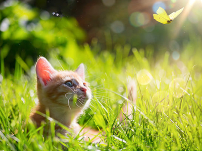 I gatti soffrono il caldo? Ecco come proteggere i felini dall'estate afosa