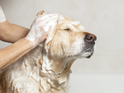 Ogni quanto lavare il cane: guida completa per la cura del tuo fedele amico