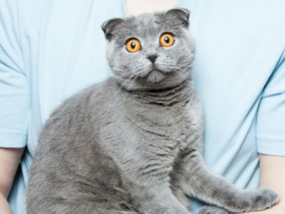 Gatto stitico: cause e rimedi per il gatto che non fa la cacca