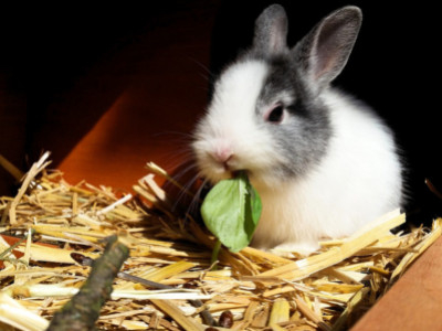 Alimentazione del coniglio nano